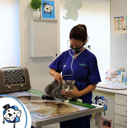 Dos grados Expulsar a Subproducto Clínica Veterinaria Puerta Alcalá – veterinary hospital in Andalusia, 44  reviews, prices – Nicelocal