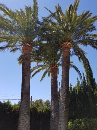 Gestión y mantenimiento de árboles y palmeras Vicente Sáez: opiniones,  fotos, número de teléfono y dirección de Construcción (Comunidad  Valenciana) | Nicelocal.es
